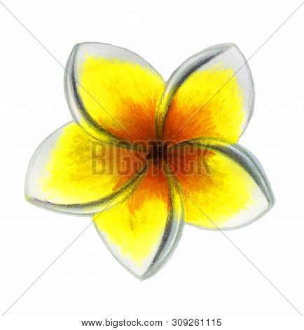 Tropical Flower Plumeria Isolation Vacation Summer Illustration Drawing
