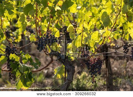 Red Wine Grapes Ready To Harvest And Wine Production. Medoc, France