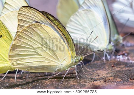 Selective Focus Group Of Common Grass Yellow Butterflies Puddling On Ground In The Nature Background