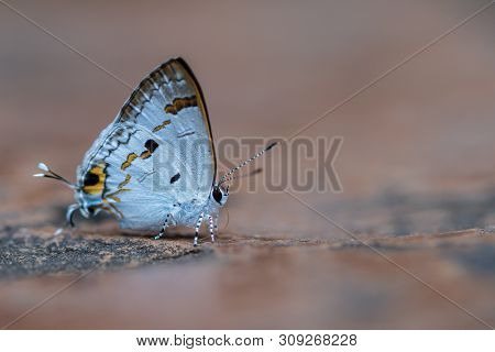 Hypolycaena Erylus The Common Tit  A Beautiful Butterfly In The Nature Background.