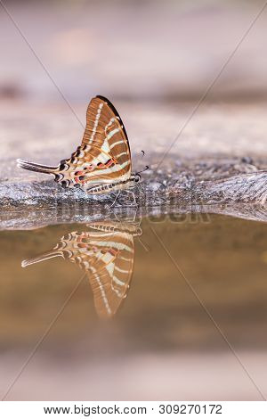 Tail Jay Butterfly Eating Water In Nature Background.