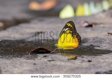 Selective Focus Group Of Common Grass Yellow Butterflies Puddling On Ground In The Nature Background