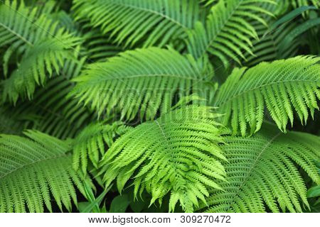 beautiful brught green fern background