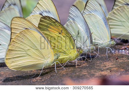 Selective Focus Group Of Common Grass Yellow Butterflies Puddling On Ground In The Nature Background