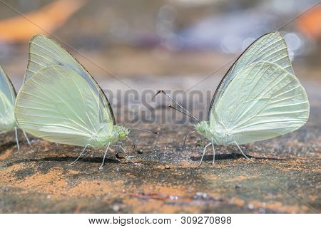 Selective Focus Group Of Common Grass Yellow Butterflies Puddling On Ground In The Nature Background