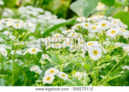 White And Yellow Flowers Of Feverfew Pyrethrum Or Tanacetum Corymbosum Or Chrysanthemum Parthenium C