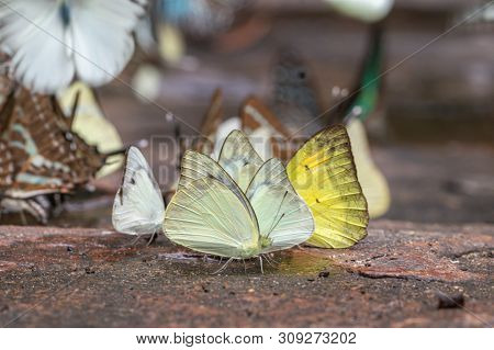Selective Focus Group Of Common Grass Yellow Butterflies Puddling On Ground In The Nature Background