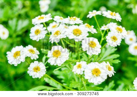 White And Yellow Flowers Of Feverfew Pyrethrum Or Tanacetum Corymbosum Or Chrysanthemum Parthenium C