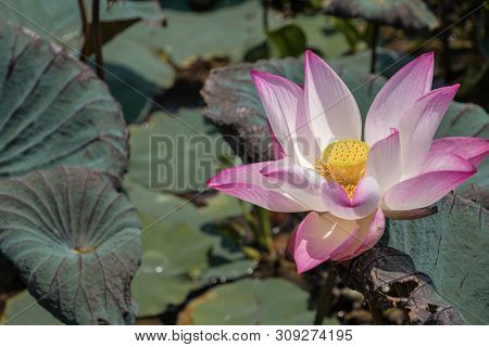 Beautiful Pink Waterlily Or Lotus Flower.also  Including Name Indian Lotus,sacred Lotus,bean Of Indi