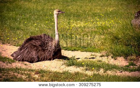 Ostrich On The Green Field Enjoying The Afternoon Sun