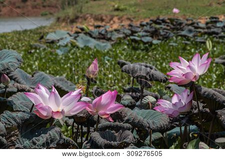 Beautiful Pink Waterlily Or Lotus Flower.also  Including Name Indian Lotus,sacred Lotus,bean Of Indi