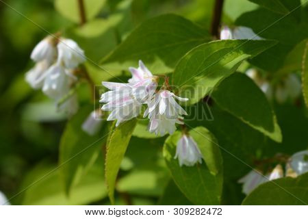 Deutzia Hybrid White And Pink Flowers - Latin Name - Deutzia X Hybrida