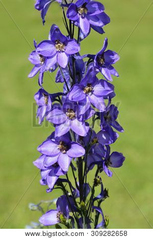 Alpine Delphinium Pacific Giant Flowers - Latin Name - Delphinium Elatum Pacific Giant