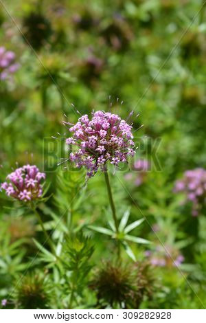 Caucasian Crosswort Pink Flower - Latin Name - Phuopsis Stylosa