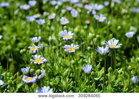 Blue Daisy Felicitara Blue - Latin Name - Felicia Amelloides Felicitara Blue