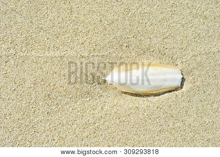 Found, Natural Cuttlefish Bone Aka Cuttlebone, The Internal Shell Of Cephalopod. On Sand