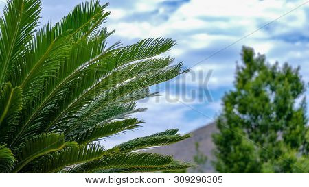Cycas Revoluta, Sago Palm, King Sago, Sago Cycad, Japanese Sago Palm On Blue Sky Blur Background. Cu