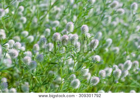 Weed Eringium Field On A Meadow In Summer Close Up