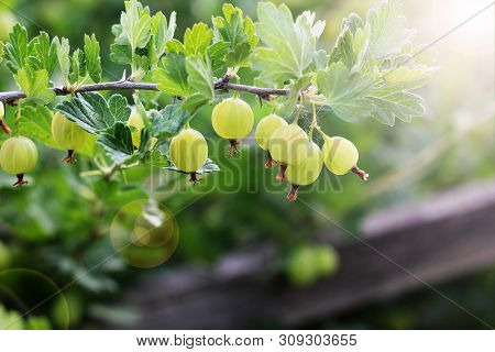Agrus In The Garden. Gooseberry Berries In The Garden