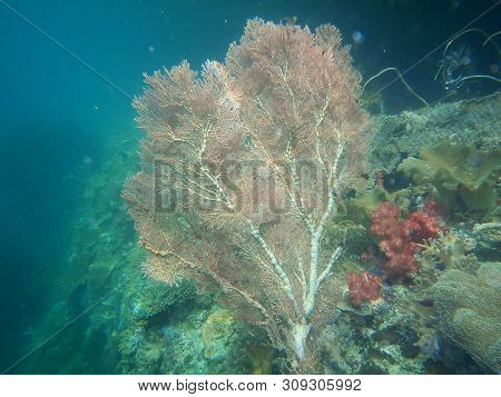 View Of Corel On Raja Ampat Sea, More Beauty And More Fantastic
