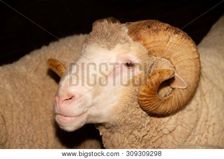 Merino Sheep He Bends On A Black Background