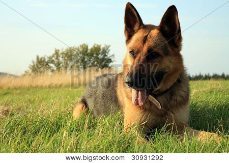 Hund - Alsace