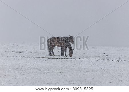 Horses In The Snow-covered Mountain Pasture Under Falling Snow. Kyrgyzstan Travel.