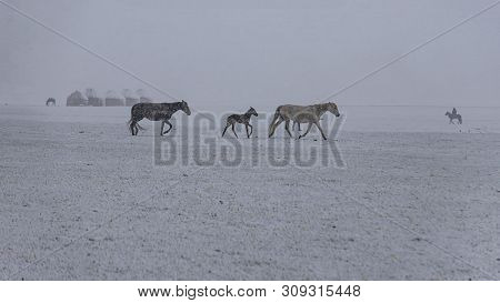 Horses In The Snow-covered Mountain Pasture Under Falling Snow. Kyrgyzstan Travel.