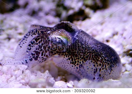 European Common Cuttle Fish - (sepia Officinalis)