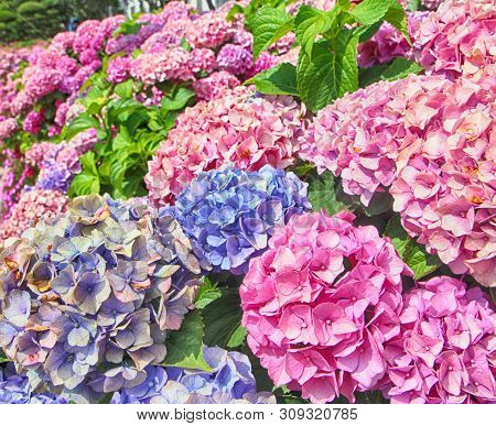 Suguk Bigleaf Hydrangea Blooming In Dadaepo, Sahagu, Busan, South Korea, Asia