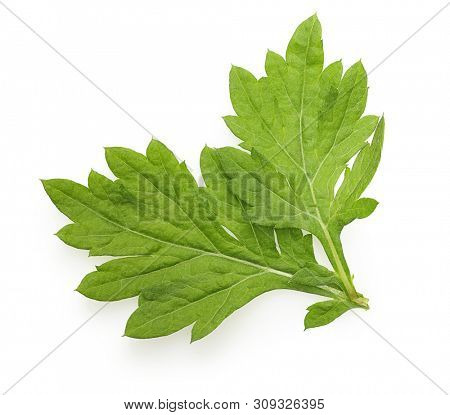 Mugwort isolated on white background, two fresh leaves, top view