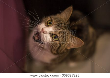 Brown And White Tabby Cat Meowing, Head Of The Cat Looking Up, Mewing And Opening A Mouth, Natural B