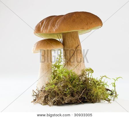 Boletus sienet