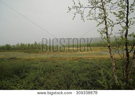 Bog At Nikkaluokta In Sweden On A Rainy Day.