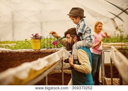 Arboretum. Greenhouse Arboretum. Arboretum Planting In Greenhouse Garden. Eco Arboretum Cultivation.