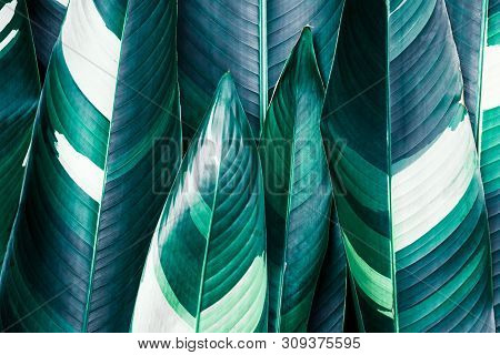 Heliconia Variegated Foliage, Exotic Tropical Leaf Texture, Dark Green Foliage Nature Background