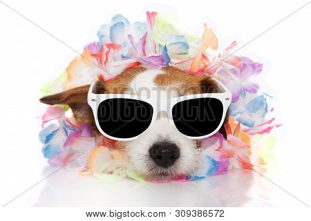 Summer Dog Wearing A Floral Hawaiian Garland And Sunglasses. Isolated On White Background.