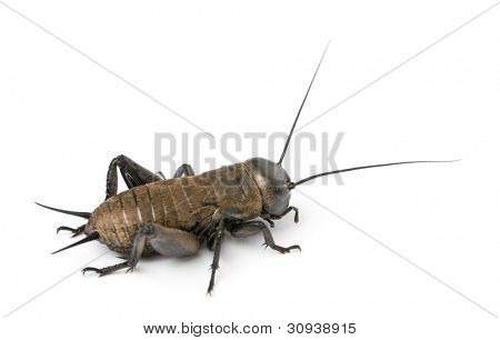 Cricket campo Mediterraneo - Gryllus bimaculatus