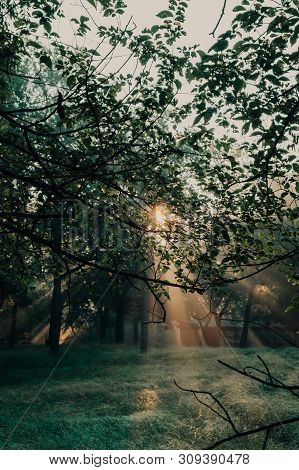 Bursting Light Rays, Light Beams Through The Trees In A Forest Or Park At Sunrise Near Saylorville L