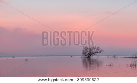 Reflection Of Pink Clouds And A Single Tree On A Flooded Lake. Saylorville Lake, Near Polk City, Iow
