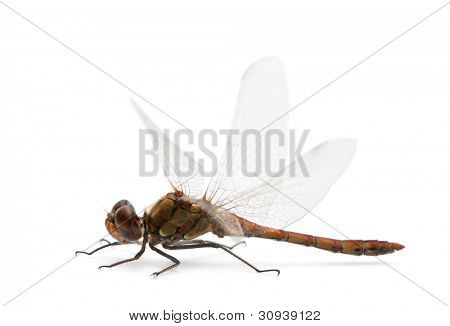 große rote Granatauge Pyrrhosoma nymphula