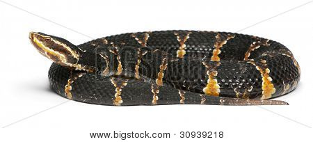 gemeinsame Cantil oder mexikanische Mokassin Agkistrodon Bilineatus Taylori, giftig, Weißer Hintergrund