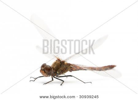 Große Red Damselfly - Pyrrhosoma nymphula