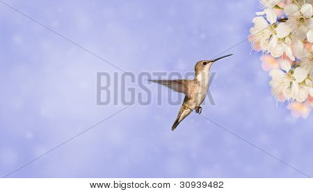 Kolibřík rubínohrdlý příprava krmení na jarní květiny, na snové fialová pozadí, autobus