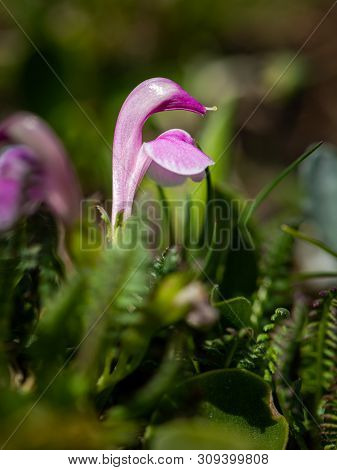 Closeup Of An Alpine Lousewort (pedicularis Portenschlagii, Orobanchaceae) In The Austrian Alps