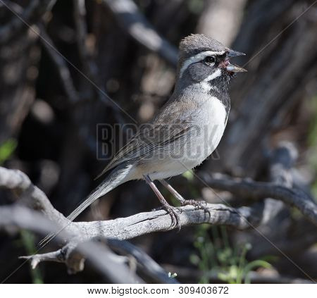 A Striking Black-throated Sparrow (amphispiza Bilineata) Or Desert Sparrow Sings On A Branch In Ariz