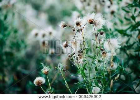 Overblown Buds Of Cirsium Heterophyllum. Blooming Thistle On Green Bokeh Background. Scenic Backdrop