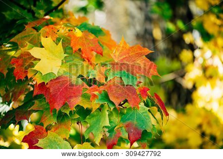 Autumn Maple Leaves Close-up. Colorful Maple Tree On Sunny Bokeh Background. Amazing Variegated Foli