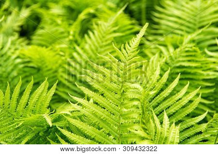 Greenery Bring Happiness. Fern Growing Outdoor. Fern Bed In Woods. Green Fern Tree In Spring Or Summ