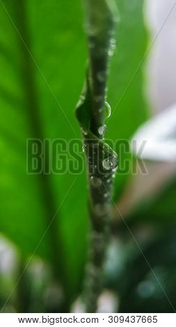 Green Young Sprout Of Plant Spathiphyllum In Water Drops Close-up. For Cover, Background.